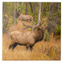 Recherche de rocheux carreaux Colorado