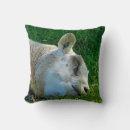 Search for sheep pillows Cool