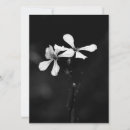 Search for black holiday cards Floral