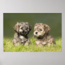 Search for havanese Puppy