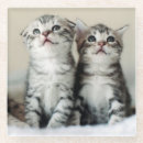 Search for curiosity barware Kitten