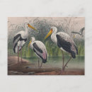 Recherche de ibis cartes postales Faune