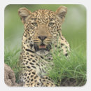 Search for panthera stickers Looking at camera