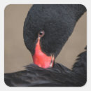Search for black swan stickers Animal