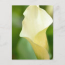 Recherche de lis blanc cartes postales Fleurs