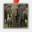 Search for african elephant ornaments Loxodonta africana