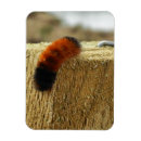 Recherche de insectes magnets Chenille