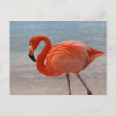 Search for flamingo beach postcards Sea