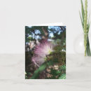 Search for mimosa cards Pink