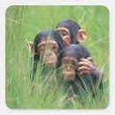 Search for chimpanzee stickers Green