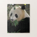 Search for panda puzzles Nature