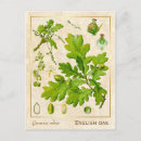 Search for english oak postcards Tree