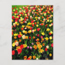 Recherche de fleurs de tulipe cartes postales Tulipes