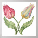 Search for vintage tulip posters Botanical