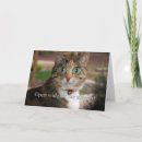 Search for surgery get well cards Cats