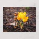 Recherche de crocus de ressort Jaune