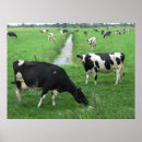 Search for dairy cow posters Cows