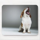 Search for mixed breed dog electronics Studio shot