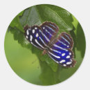 Search for blue winged butterfly stickers Insect