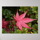Search for maples posters Photography