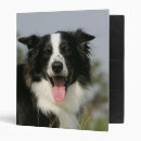 Search for collie binders Panting