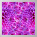 Search for dahlia flower posters Dahlias