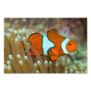 Recherche de scaphandre posters Poissons