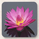 Recherche de nénuphar dessous de verres Fleurs