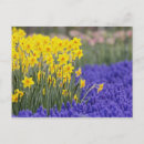 Recherche de muscari cartes postales Jardin