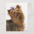 Recherche de yorkshire cartes postales Chiot