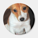 Recherche de cric magnets Chien