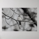 Recherche de oiseau sur la branche posters Oiseaux