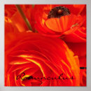 Search for ranunculus posters Flower