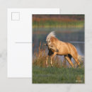 Search for bob postcards Lake
