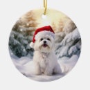 Recherche de maltese ornaments Chien