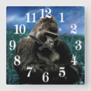 Search for monkey clocks Chimp