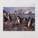 Recherche de pingouin antarctique cartes postales Animal
