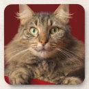 Search for maine coon cat coasters Feline