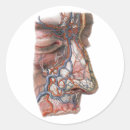 Search for vein stickers Medical