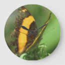 Recherche de papillon jaune horloges Insecte