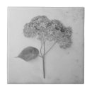 Search for white hydrangeas tiles For her