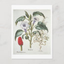 Search for thorns postcards Botanical