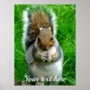 Recherche de écureuil gris posters Animaux