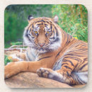 Recherche de tigre dessous de verres Animaux sauvages