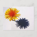 Search for shadowed postcards Black