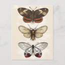 Search for insect postcards Butterfly