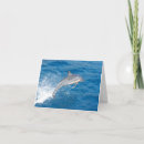 Recherche de faune marine cartes postales Dauphin