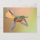 Search for colibri postcards Tropical