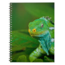 Recherche de iguane carnets Nature