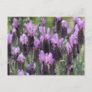 Recherche de fleurs lavande cartes postales Violet